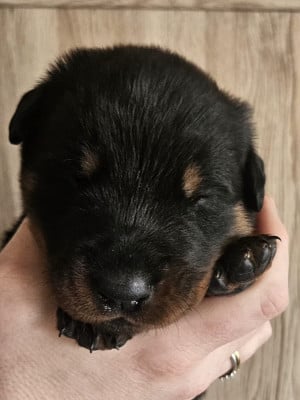Les chiots de Berger de Beauce