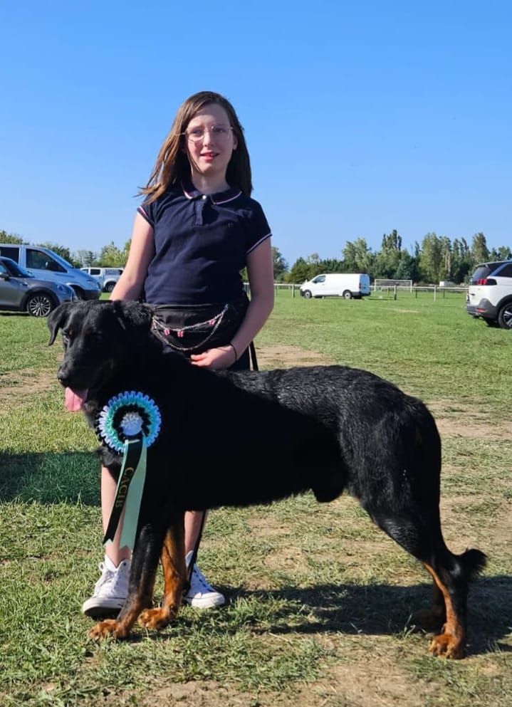 CH. Salazar serpentard De la Bergerie d'Elan - 1er EXC - CACIB - MEILLEUR CHAMPION - MEILLEUR DE RACE