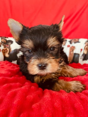 Les chiots de Yorkshire Terrier