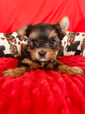 Les chiots de Yorkshire Terrier
