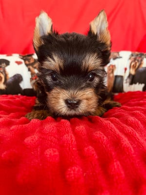 Les chiots de Yorkshire Terrier