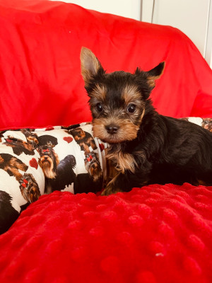 Les chiots de Yorkshire Terrier