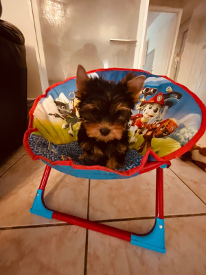 Les chiots de Yorkshire Terrier