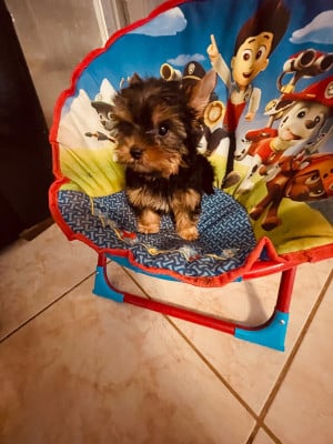 Les chiots de Yorkshire Terrier