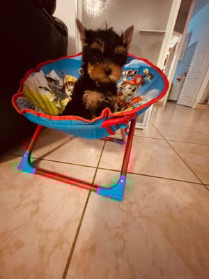Les chiots de Yorkshire Terrier