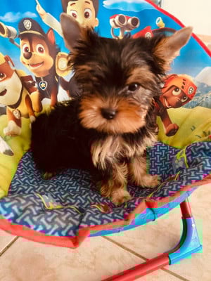 Les chiots de Yorkshire Terrier