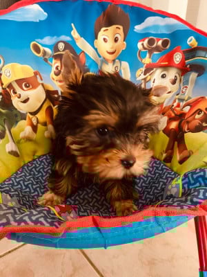 Les chiots de Yorkshire Terrier