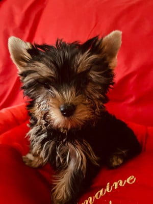 Les chiots de Yorkshire Terrier