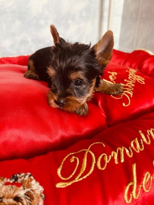 Yorkshire Terrier