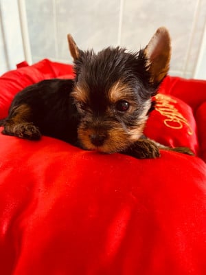 Chiot N°2 - Yorkshire Terrier