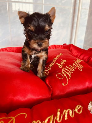 Chiot N°1 - Yorkshire Terrier