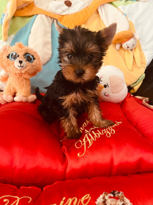 Les chiots de Yorkshire Terrier