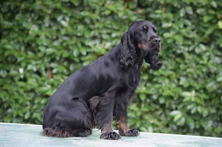 TR. CH. Milka De La Côte Des Légendes - 1er Exc CACT