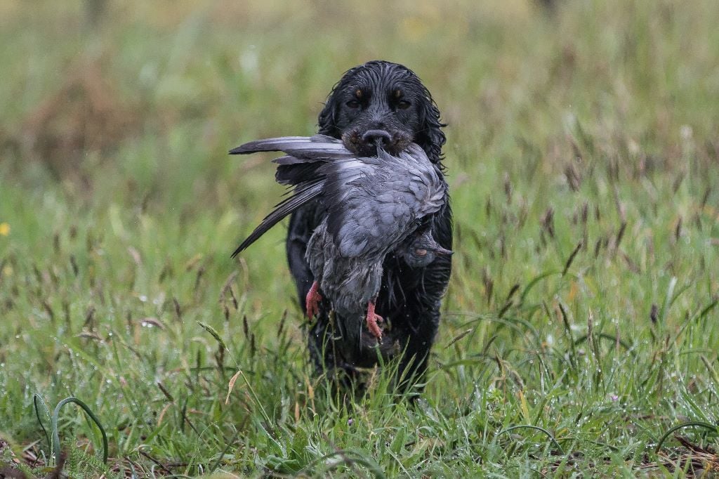 TR. CH. Milka De La Côte Des Légendes - EXC