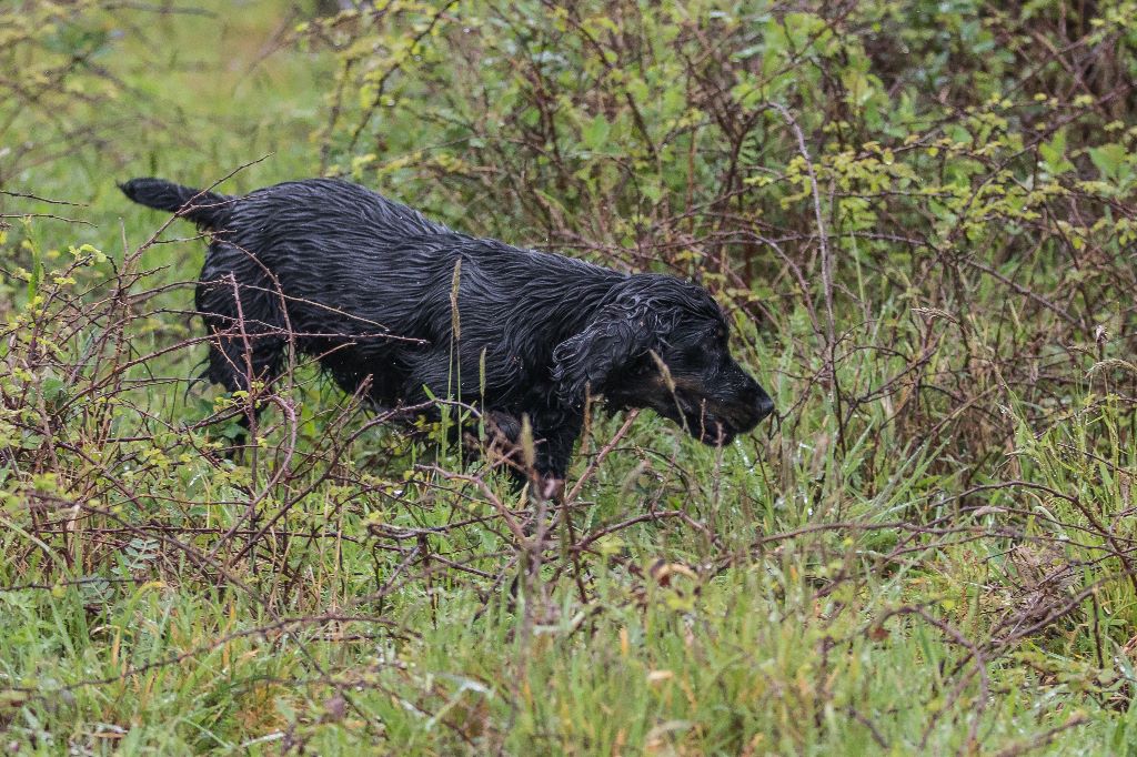 TR. CH. Milka De La Côte Des Légendes - RCACT