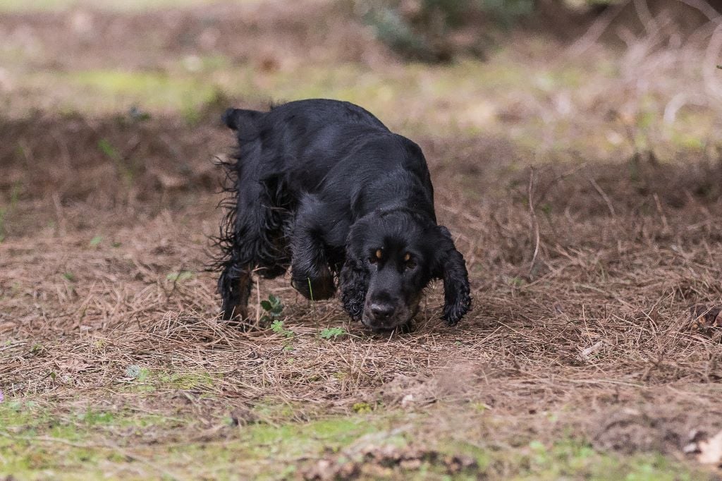 TR. CH. Milka De La Côte Des Légendes - CACT