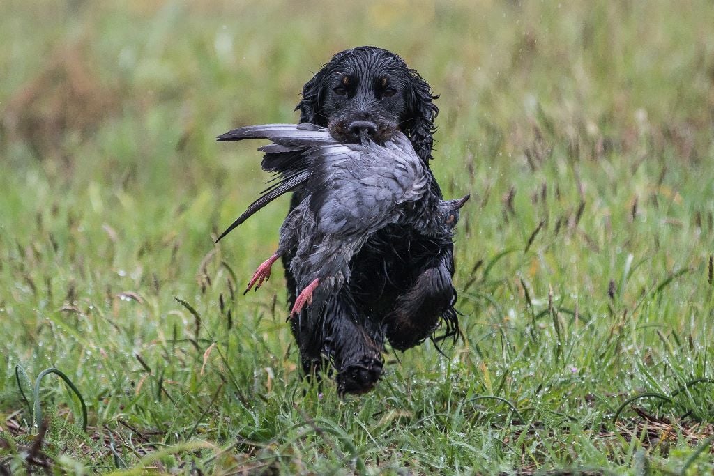 TR. CH. Milka De La Côte Des Légendes - RCACIT