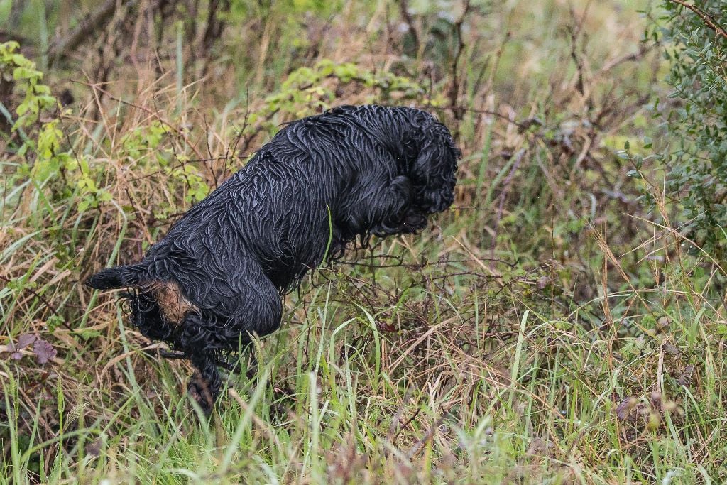 TR. CH. Milka De La Côte Des Légendes - 1er Exc