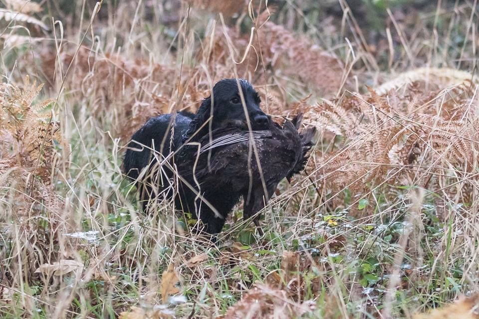 TR. CH. Milka De La Côte Des Légendes - 1er Exc CACT