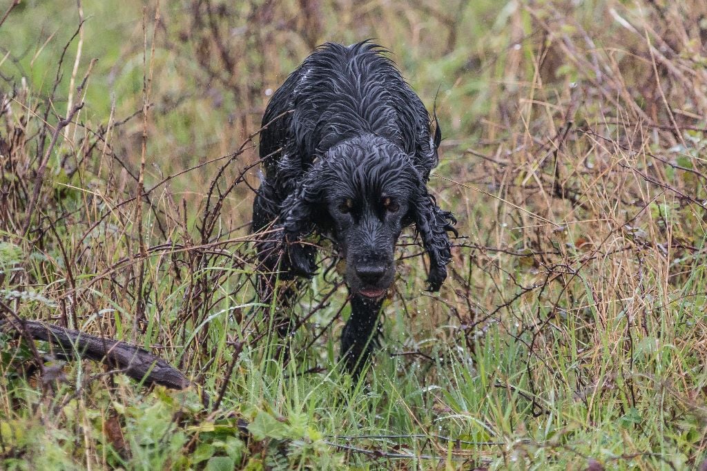 TR. CH. Milka De La Côte Des Légendes - CACT