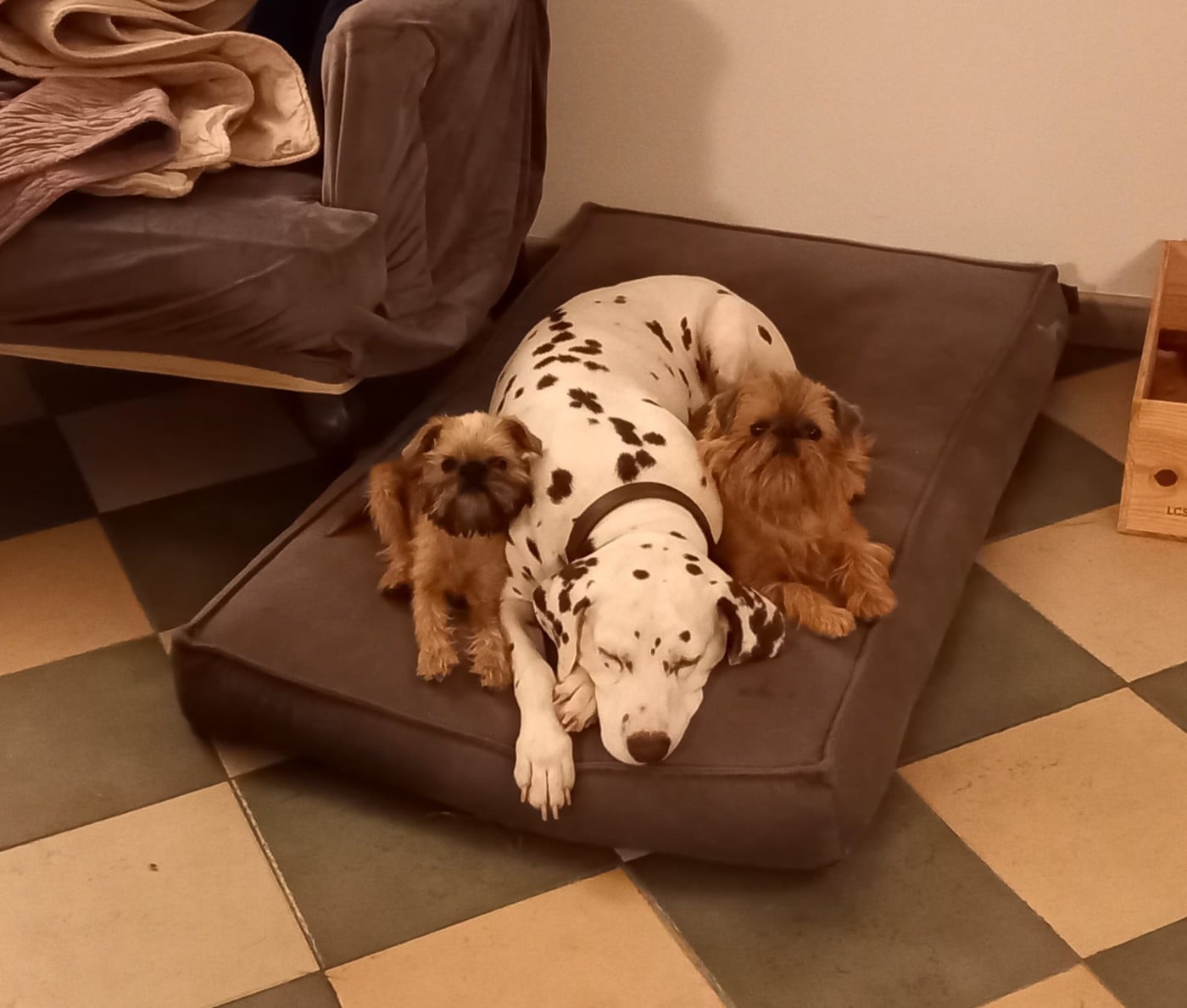 CH. Vick De Treskanvel