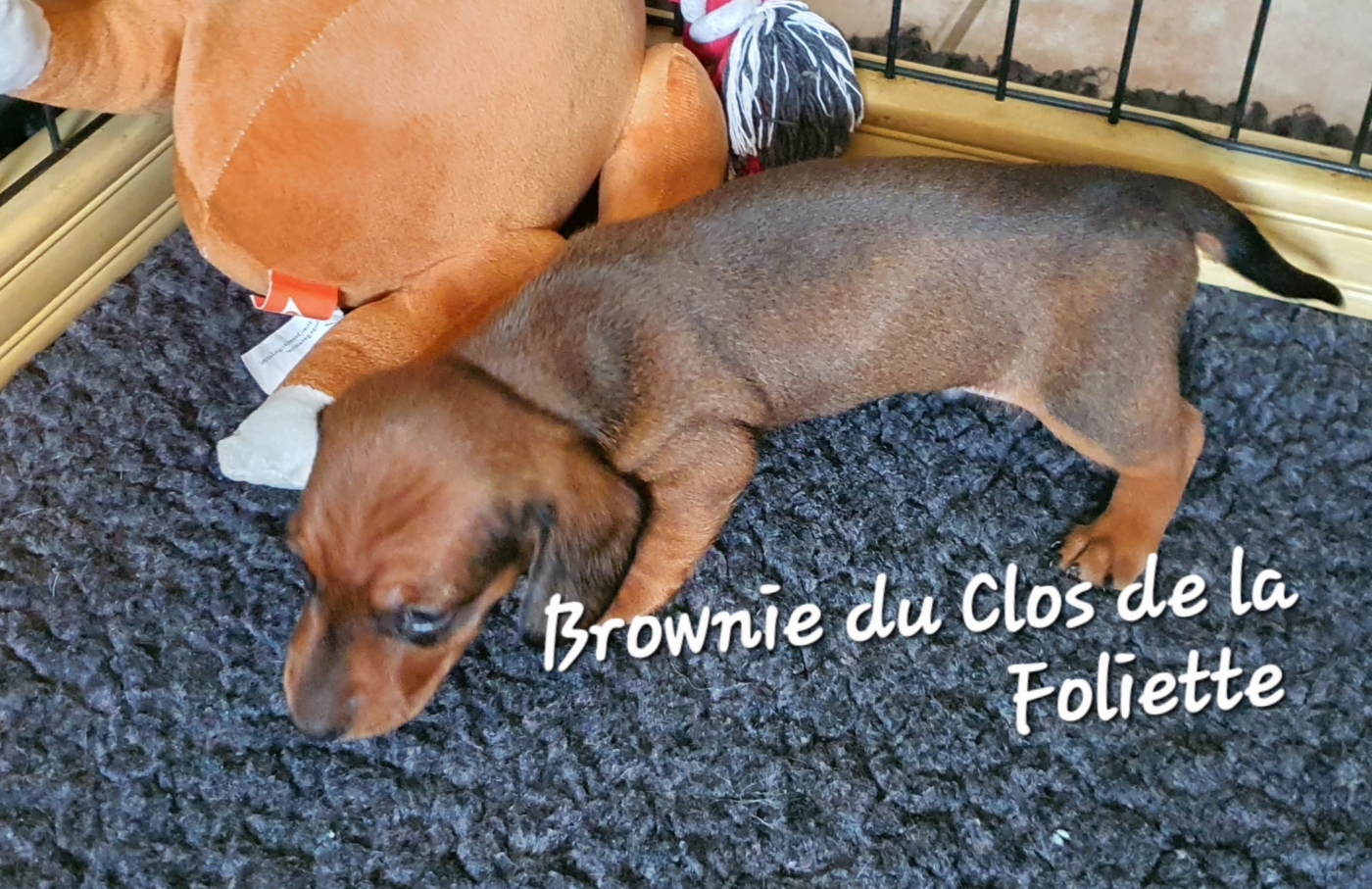 Brownie