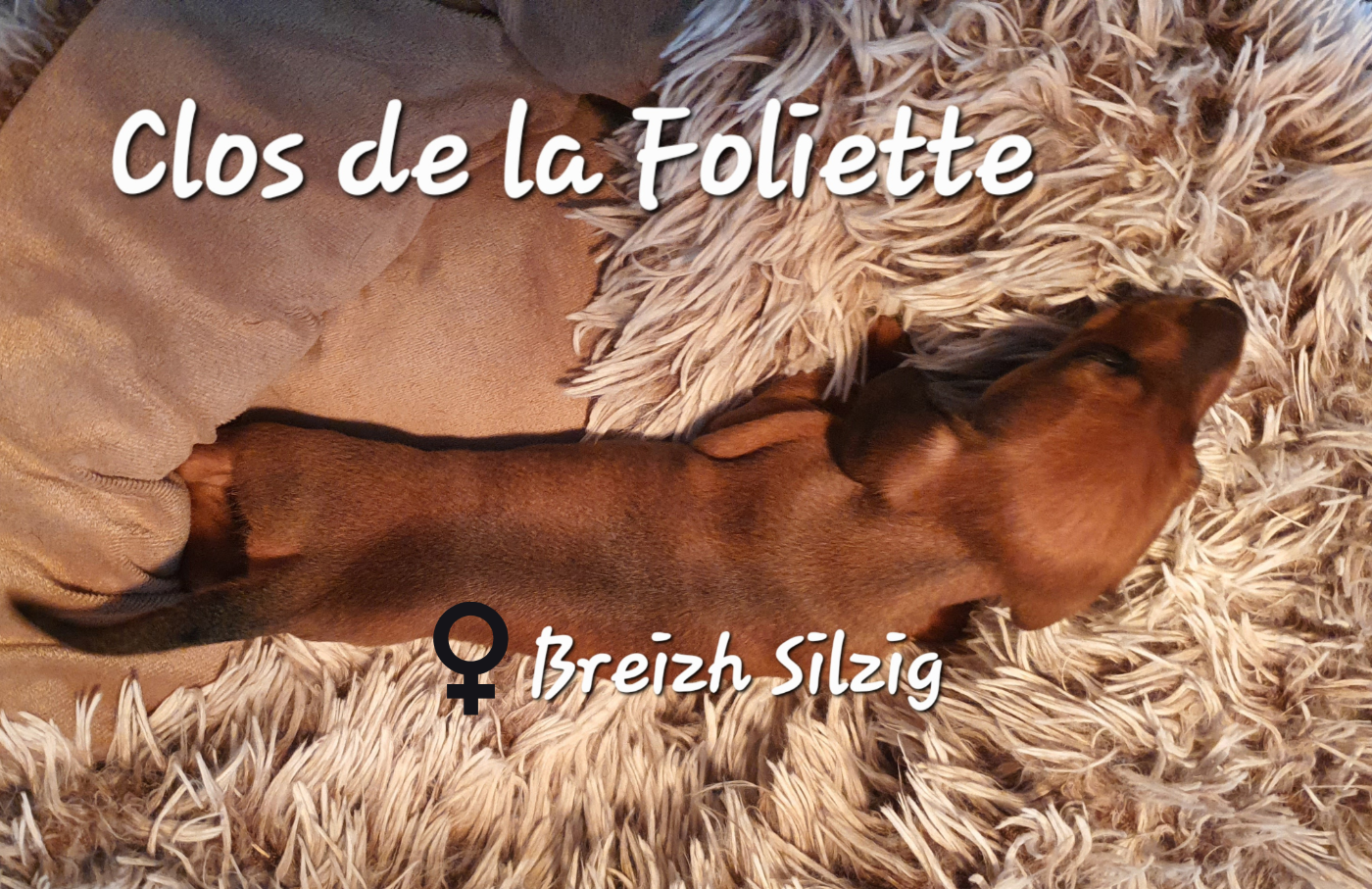 Breizh Silzig