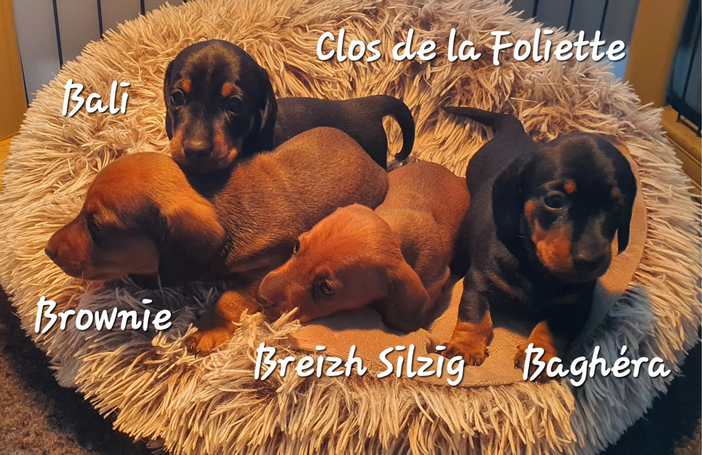 Breizh Silzig
