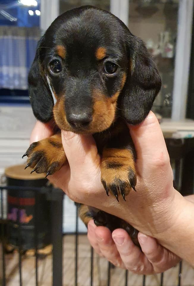 Bernadette