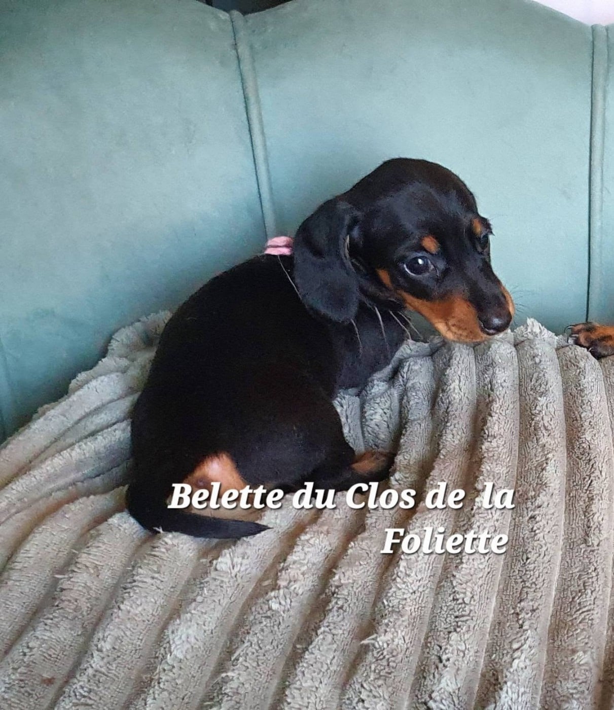 Belette