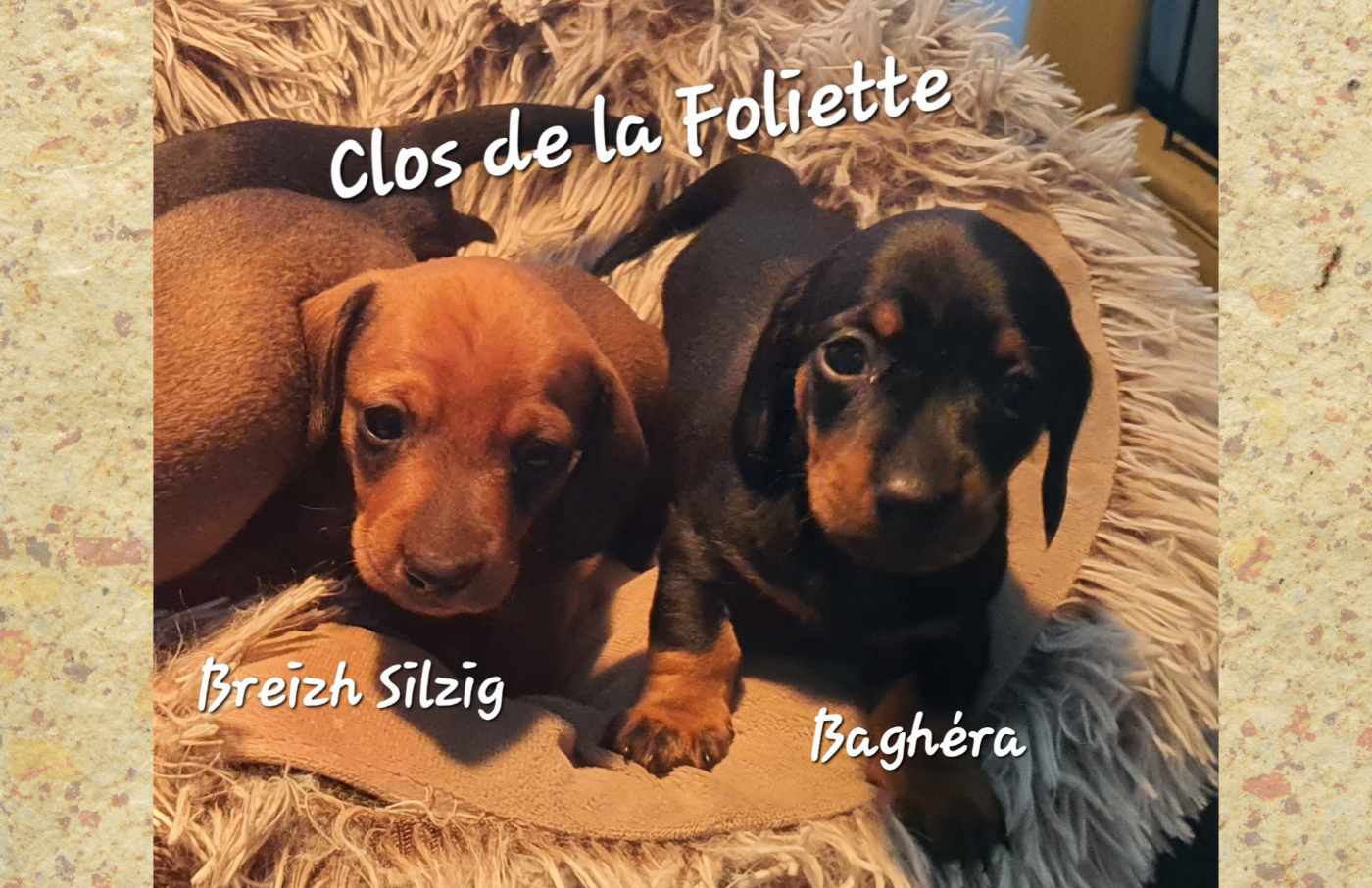 Breizh Silzig