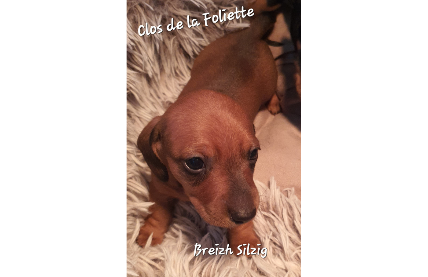 Breizh Silzig