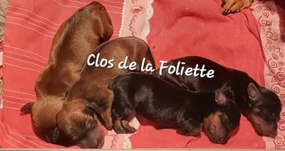 Les chiots de Teckel poil ras