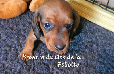 Les chiots de Teckel poil ras