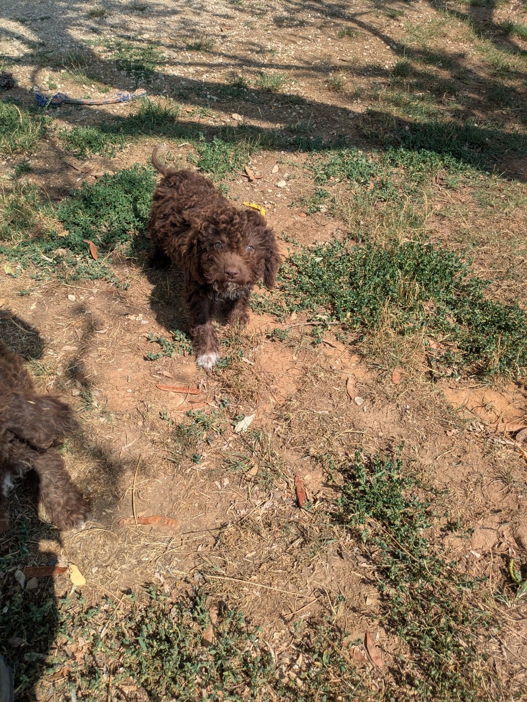 Lagotto Romagnolo - Des Perles Du Quercy