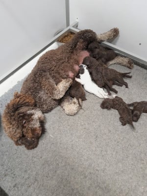 Les chiots de Lagotto Romagnolo