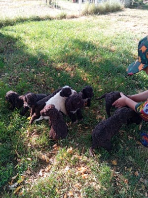 Les chiots de Lagotto Romagnolo