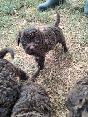 Les chiots de Lagotto Romagnolo
