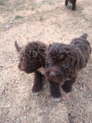 Les chiots de Lagotto Romagnolo