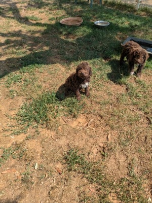 Les chiots de Lagotto Romagnolo