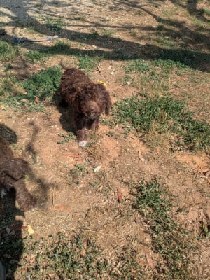 Les chiots de Lagotto Romagnolo