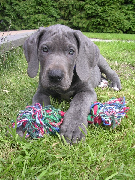 Publication : Van Hoght Auteur : Derboven-Verschoren