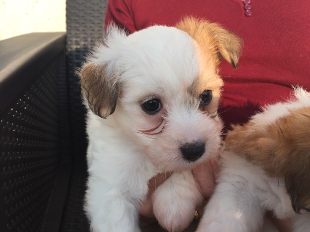 Chiot Elevage De Lilot Des Blancs Manteaux Eleveur De