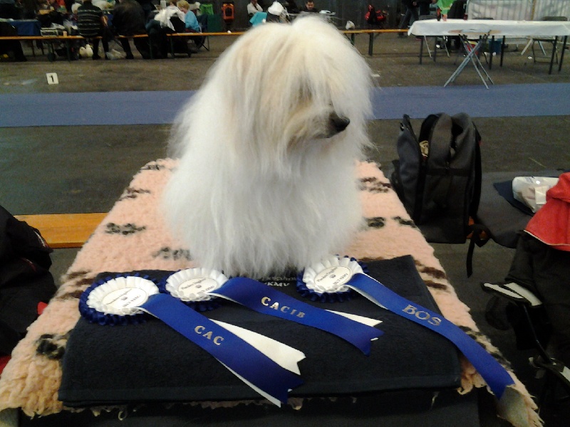 CH. Flower des petits lutins blancs - 1er Excellent CAC CACIB