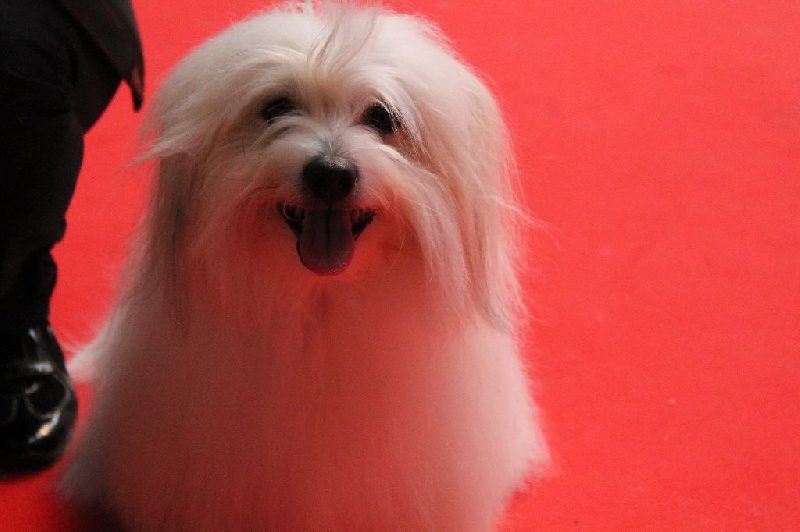 CH. Flower des petits lutins blancs - 4ème Excellent