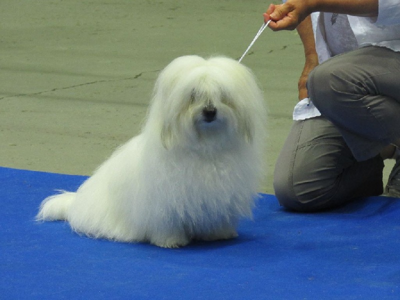 CH. Flower des petits lutins blancs - 1ER EXC CACS