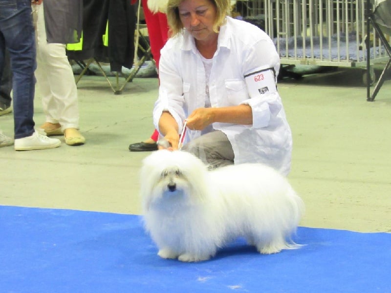 CH. Flower des petits lutins blancs - 2ème excellent