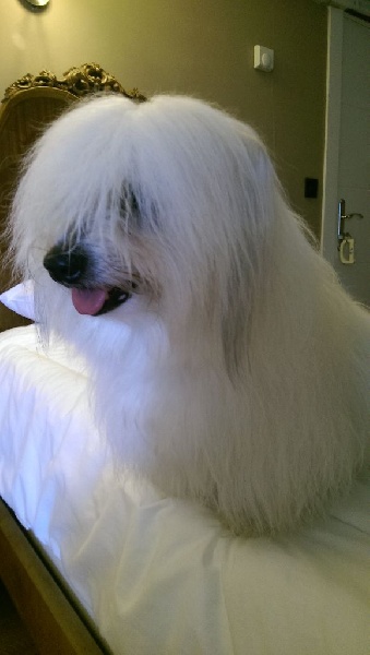 CH. Flower des petits lutins blancs - 1er Exc CAC CACIB