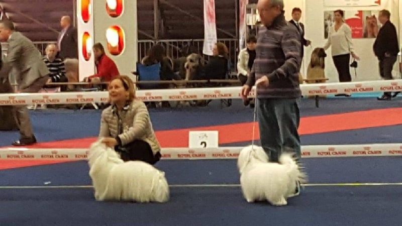 CH. Flower des petits lutins blancs - 1ère exc CACS CACIB MEILLEUR SEXE OPPOSE