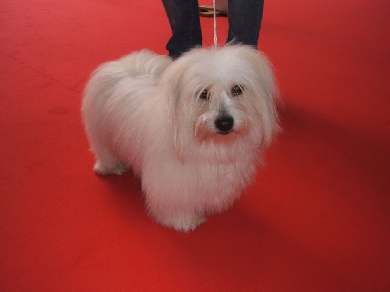 CH. Flower des petits lutins blancs - 1ère Excellent CACS MEILLEUR SEXE OPPOSE